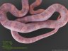 Hypomelanistic Plasma - 